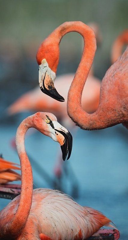 fLAMINGO фото превью