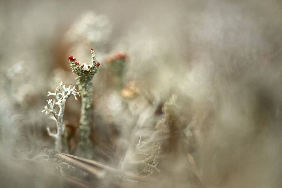 макро, дикая природа, лишайник, цветы, растения, север, белое море, wildlife, plants, flowers, macro, Илья Гомыранов