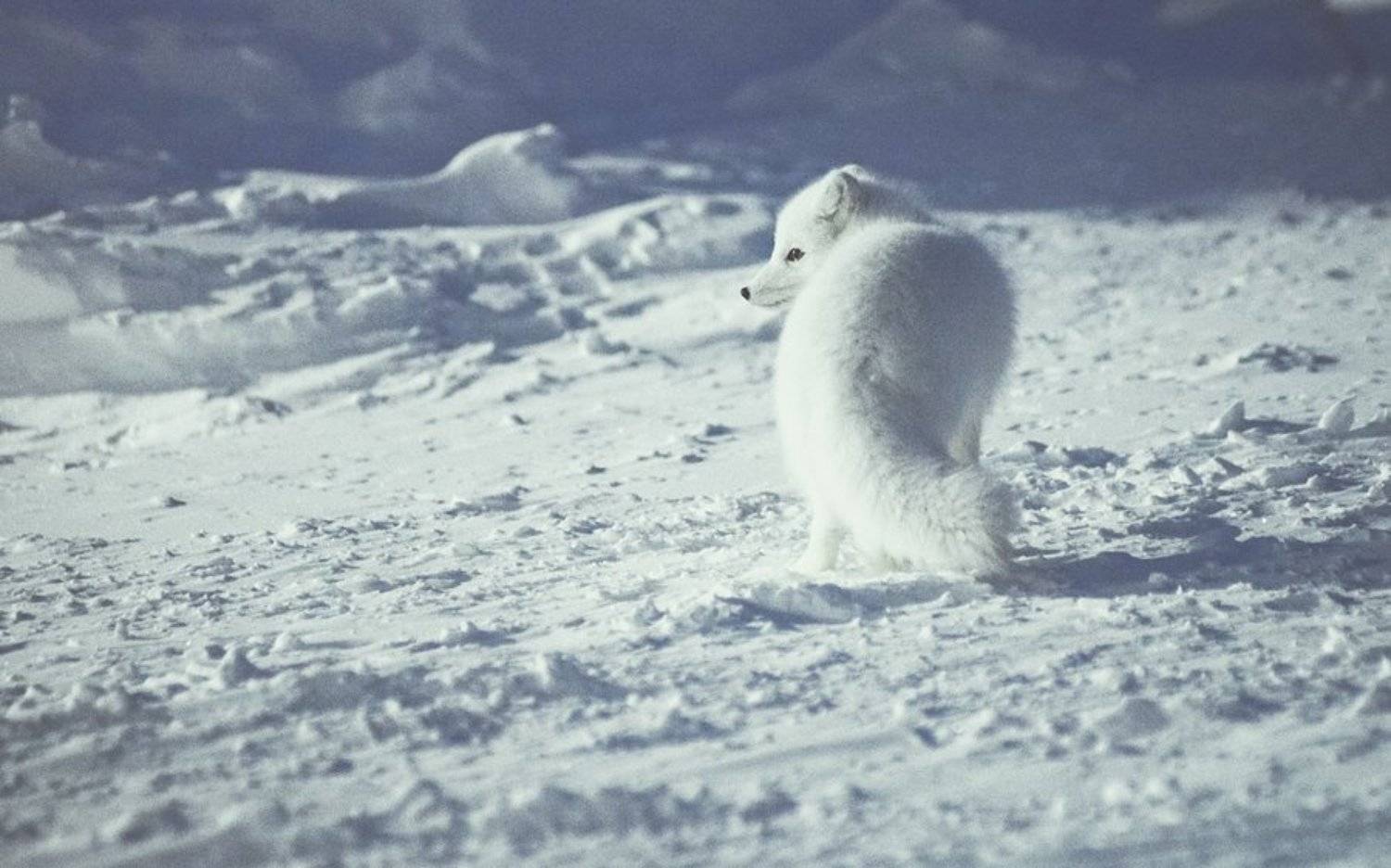 чукотка, Труфанов Евгений