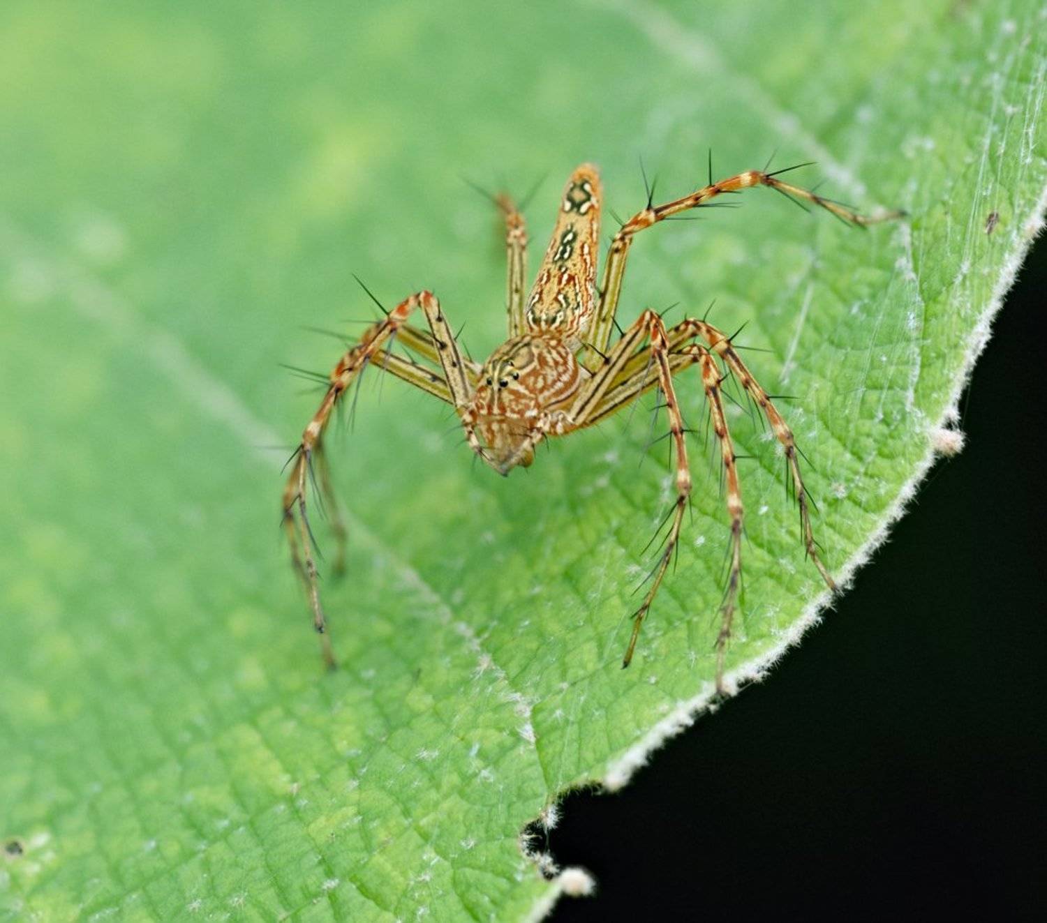 macro, closeup, макро,  gnilenkov, Alexey Gnilenkov