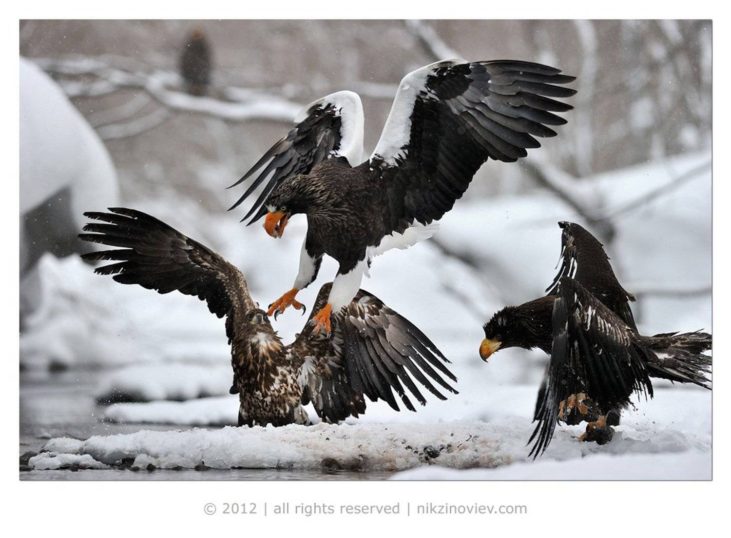 камчатка, россия, николай зиновьев, орлан, птица, дикая природа, хищник, Николай Зиновьев