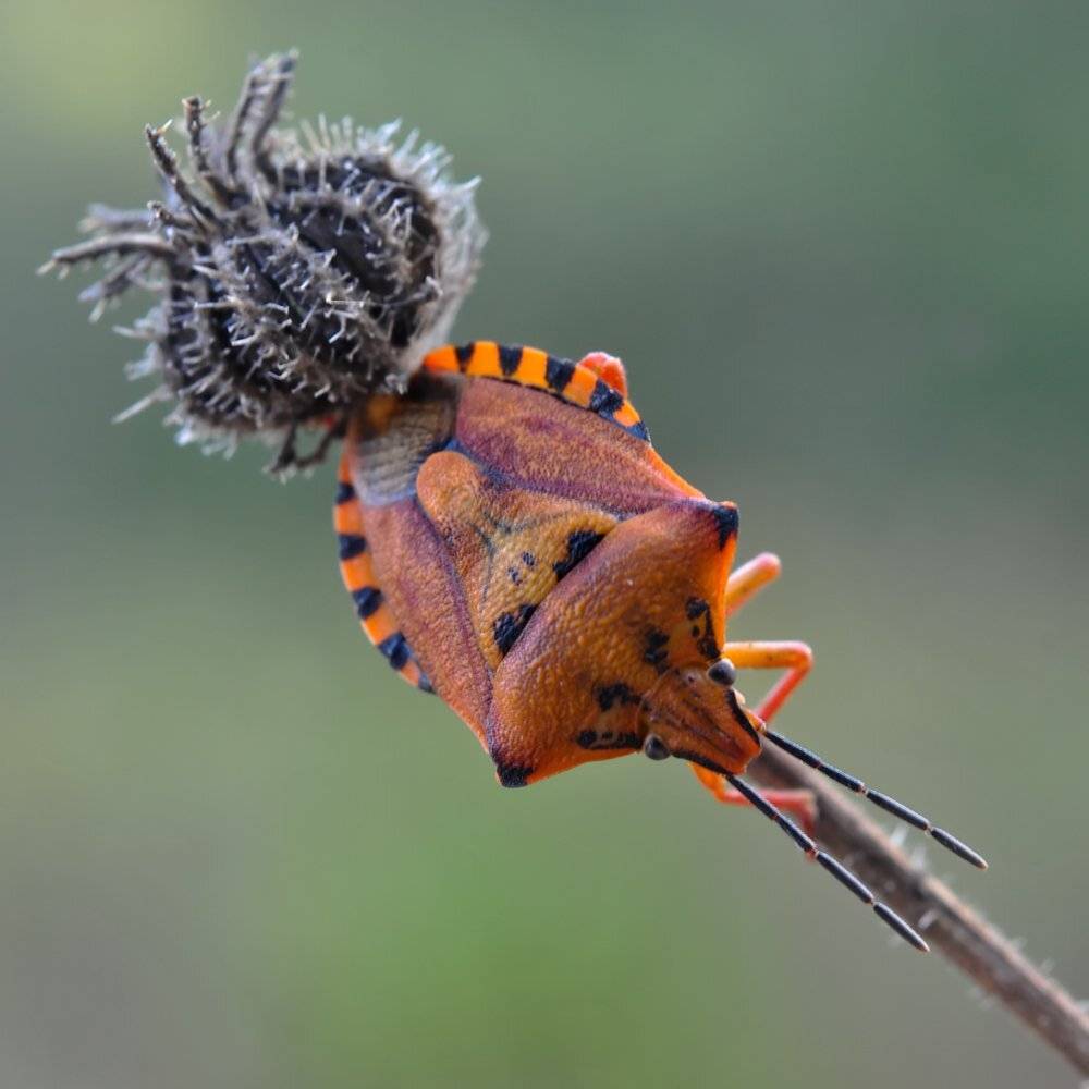 , Игорь ФУММ