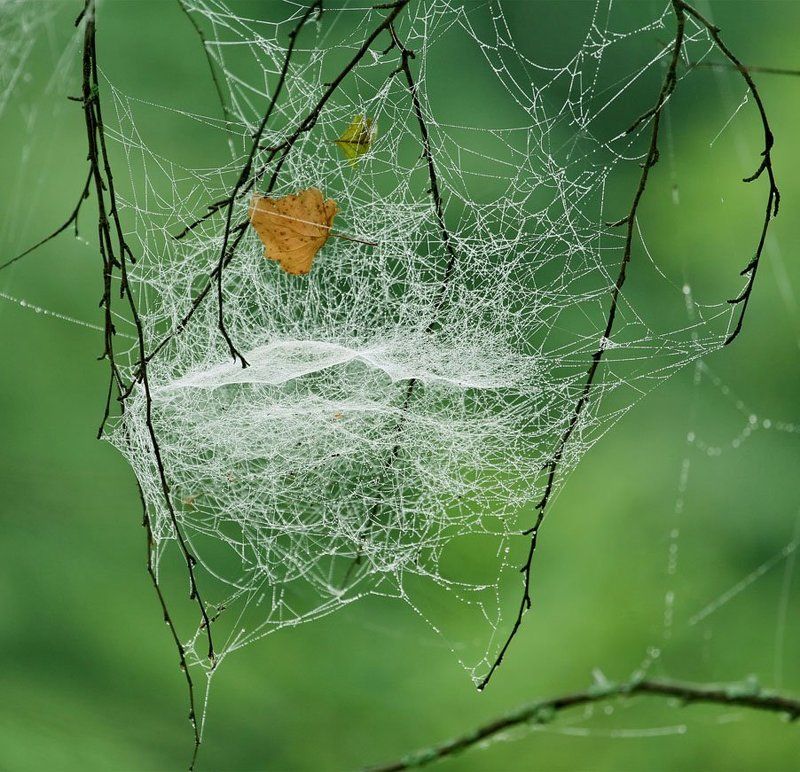 Осеннее гнездо фото превью