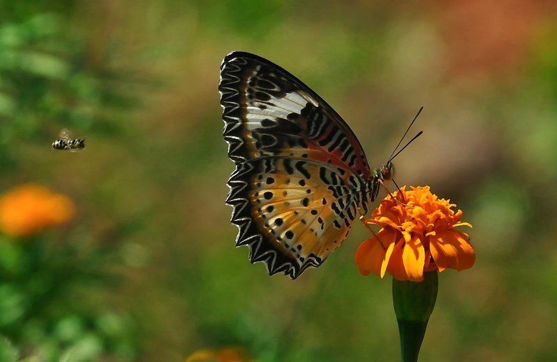 Атак фото превью