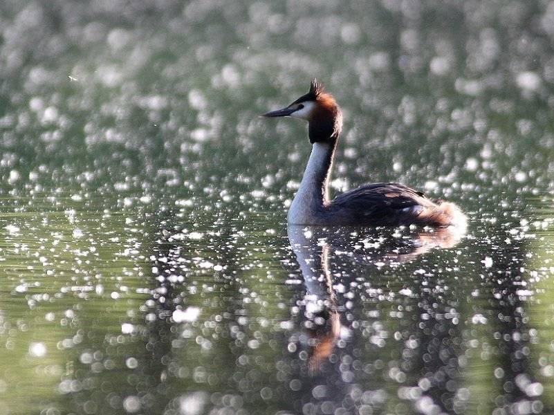 , Janina J?drzejewska-Szombara