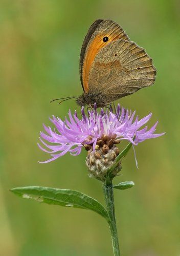 Воловий глаз