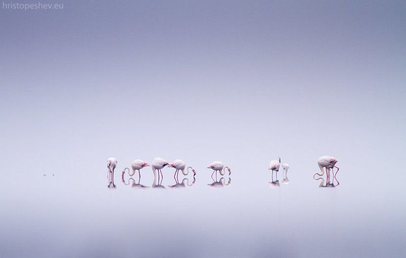 Flamingo фото превью