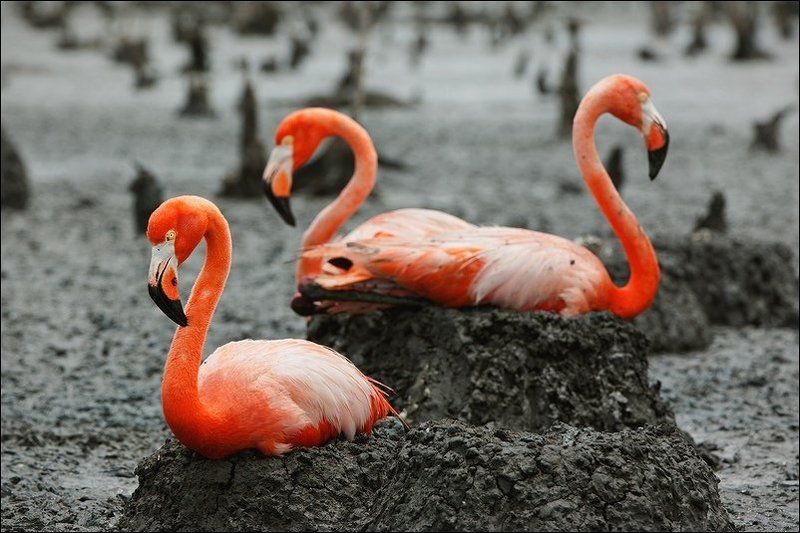 Phoenicopterus ruber (American Flamingo, Caribbean Flamingo) фото превью