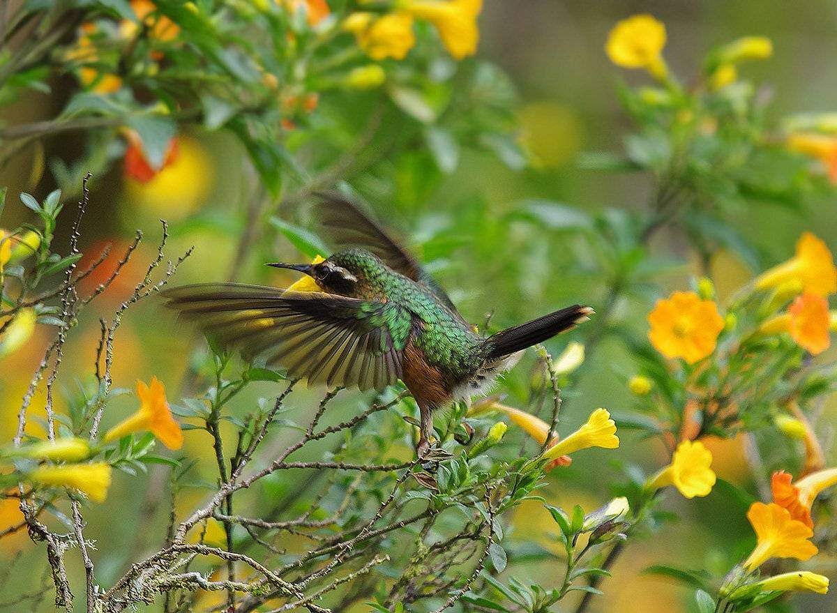 колибри, trochilidae, adelomyia melanogenys, speckled hummingbird, черноухий колибри, Sergey Volkov