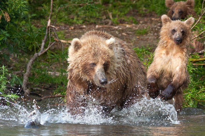Рыбка плавает по дну, не поймаешь не одну. фото превью