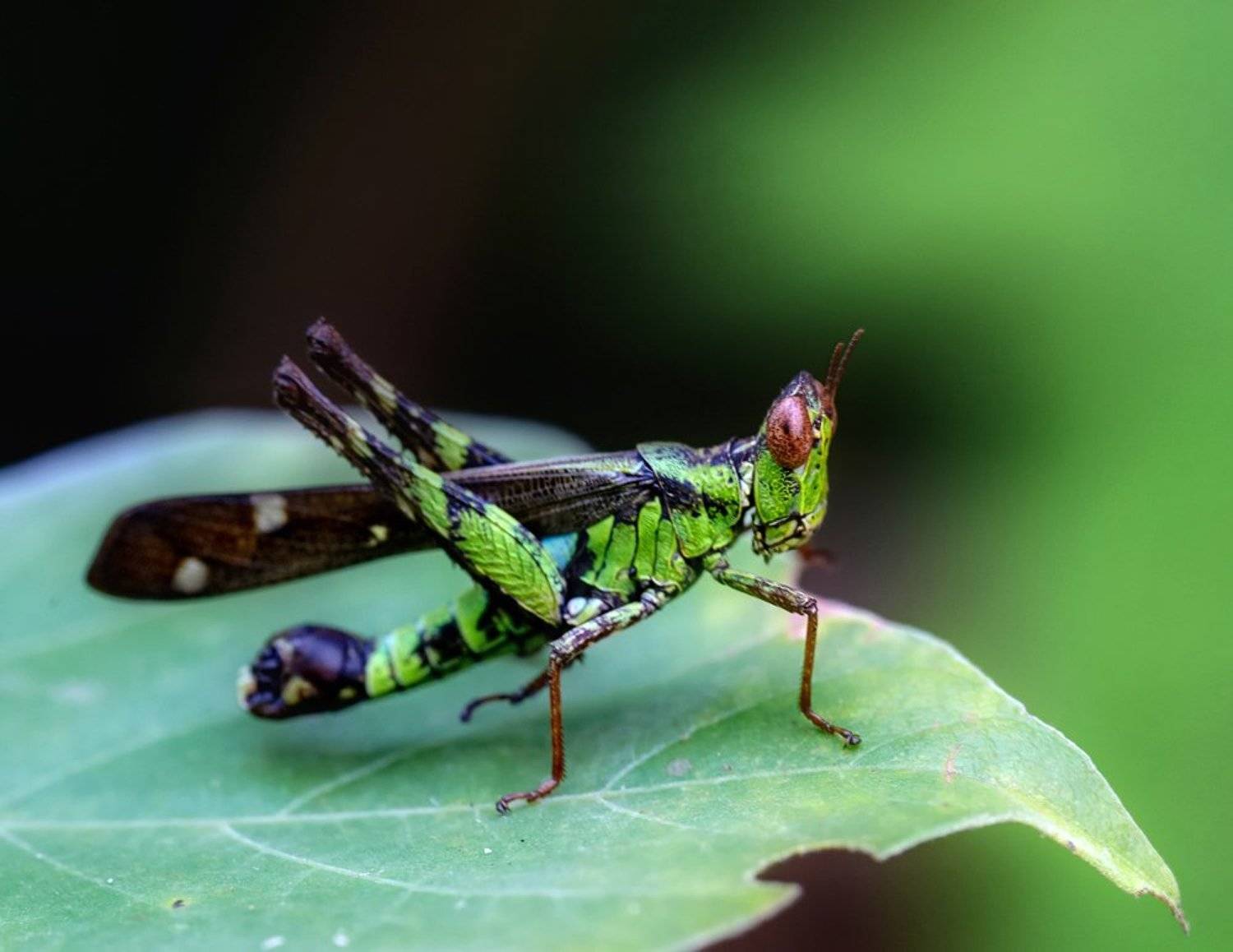 macro, closeup, макро,  gnilenkov, Alexey Gnilenkov