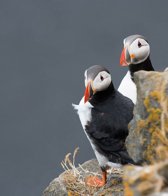 Из жизни паффинов. фото превью
