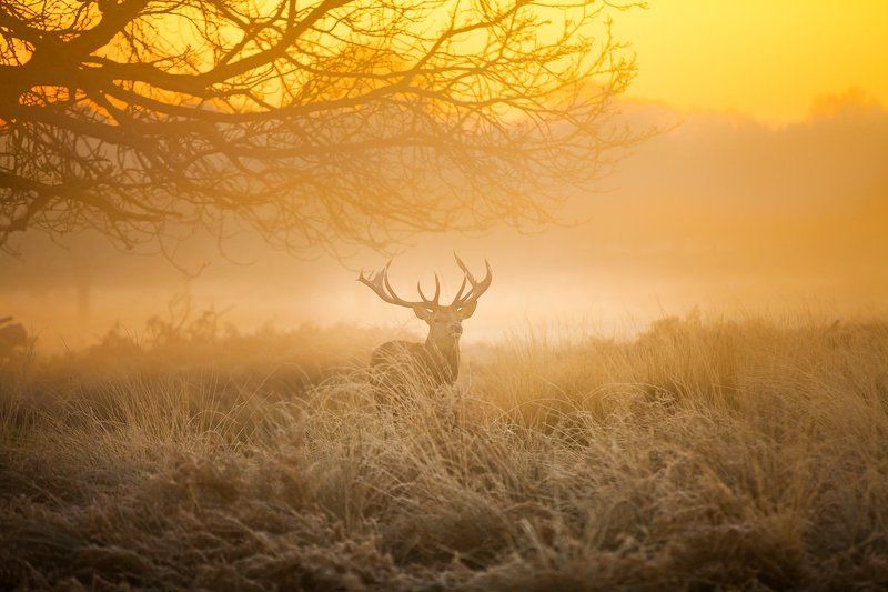Red deer фото превью
