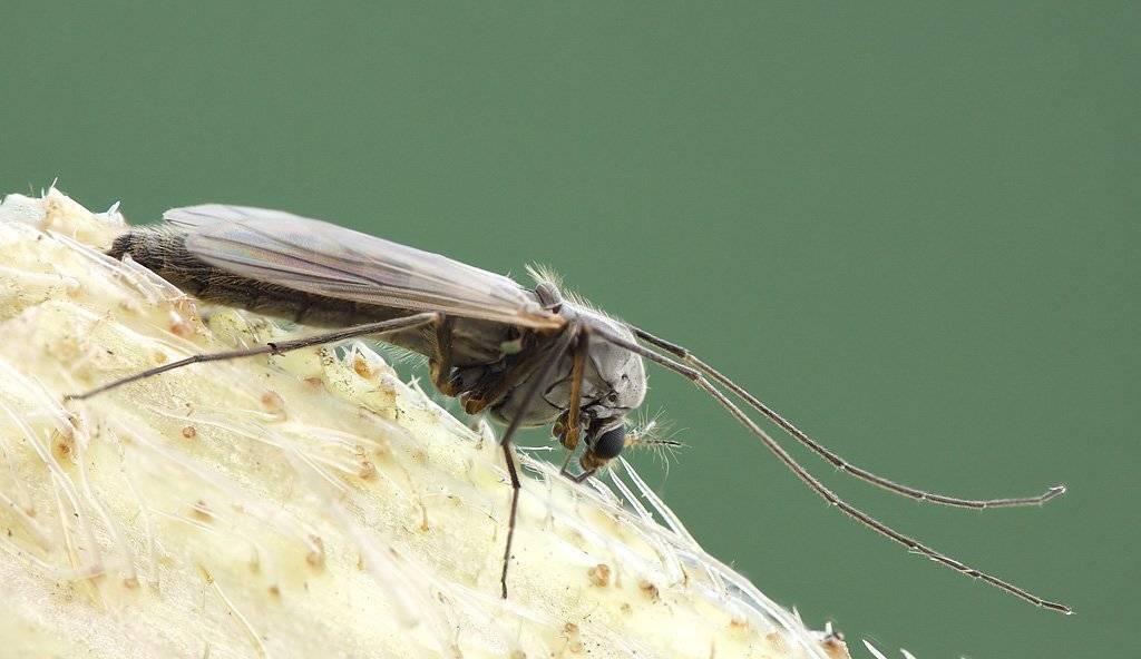 , Сергей Таланов