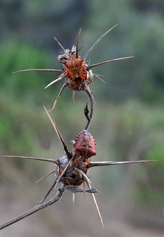 , Игорь ФУММ