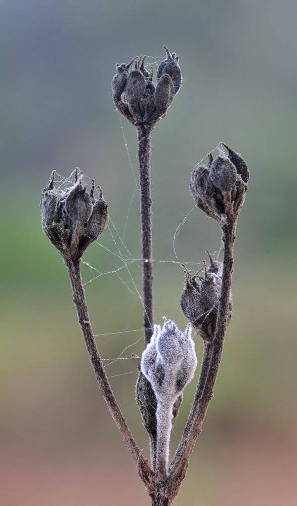 , Игорь ФУММ