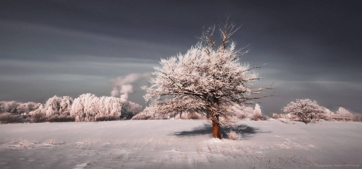 , ALEKSEI  MAKARENOK