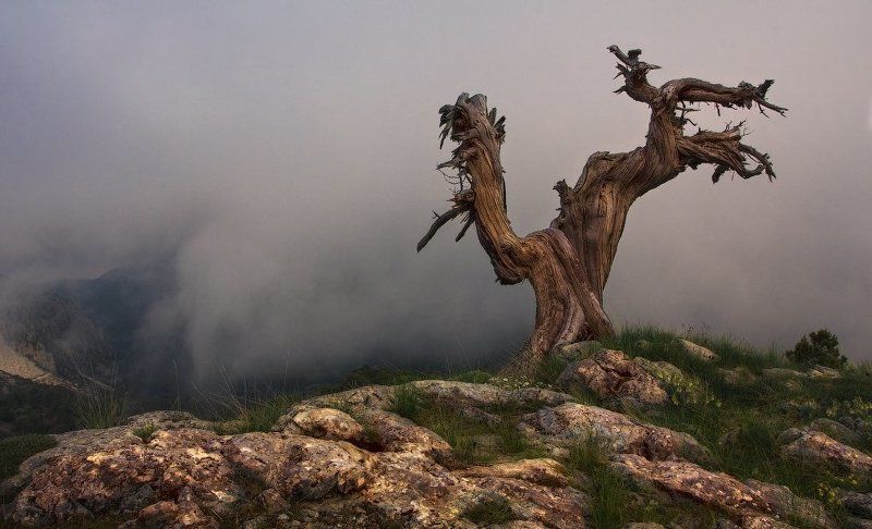 Страж. фото превью