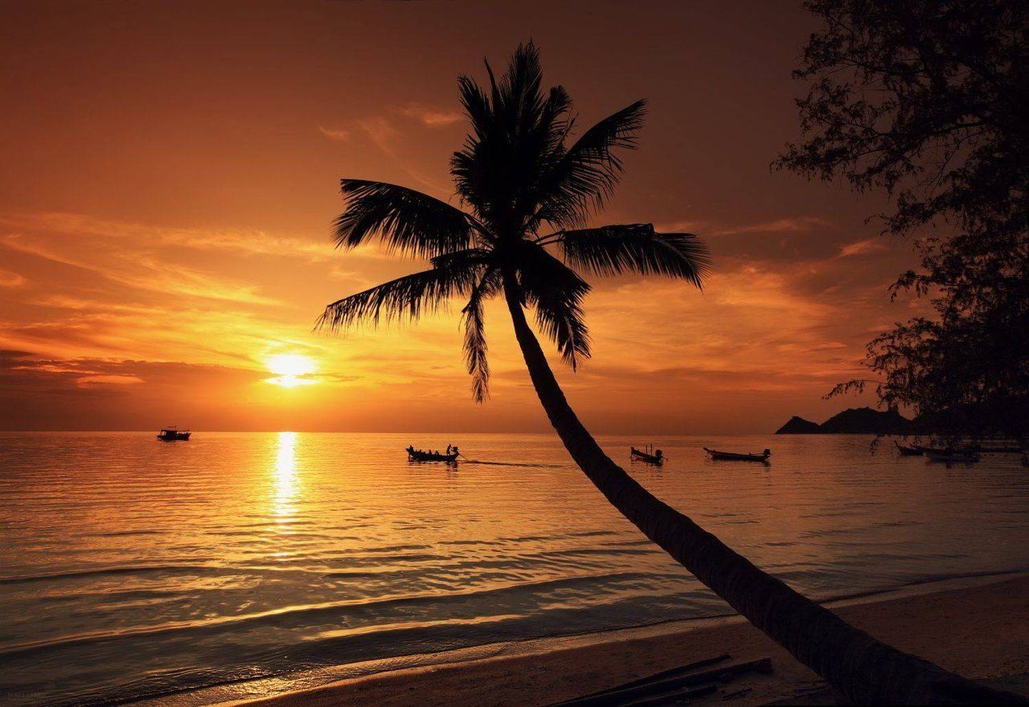 club 26, family garden, island, juliart5, koh tao, palma, summer, sunset, thailand, vint26, Zaporozhenko vitaly & julia, Запороженко Виталий и Юлия