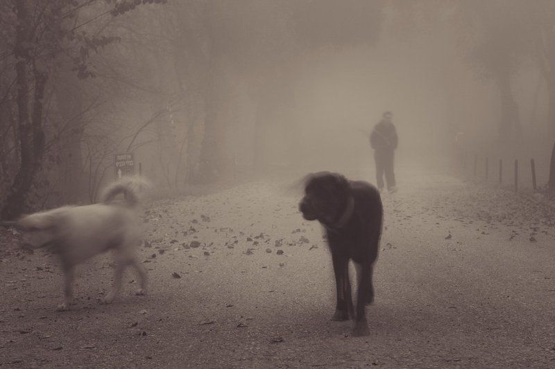 Shadow фото превью