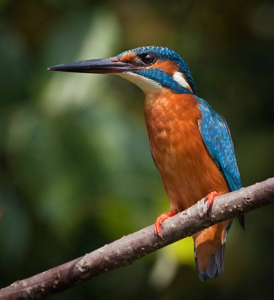 , Андрей Канышев