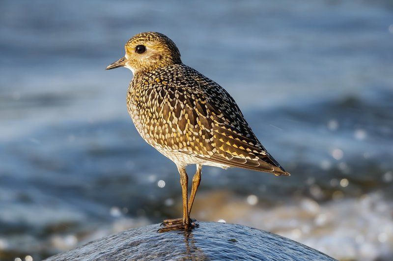 Золотистая ржанка (Pluvialis apricaria). фото превью