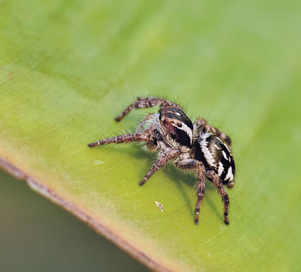 macro, closeup, макро,  gnilenkov, Alexey Gnilenkov