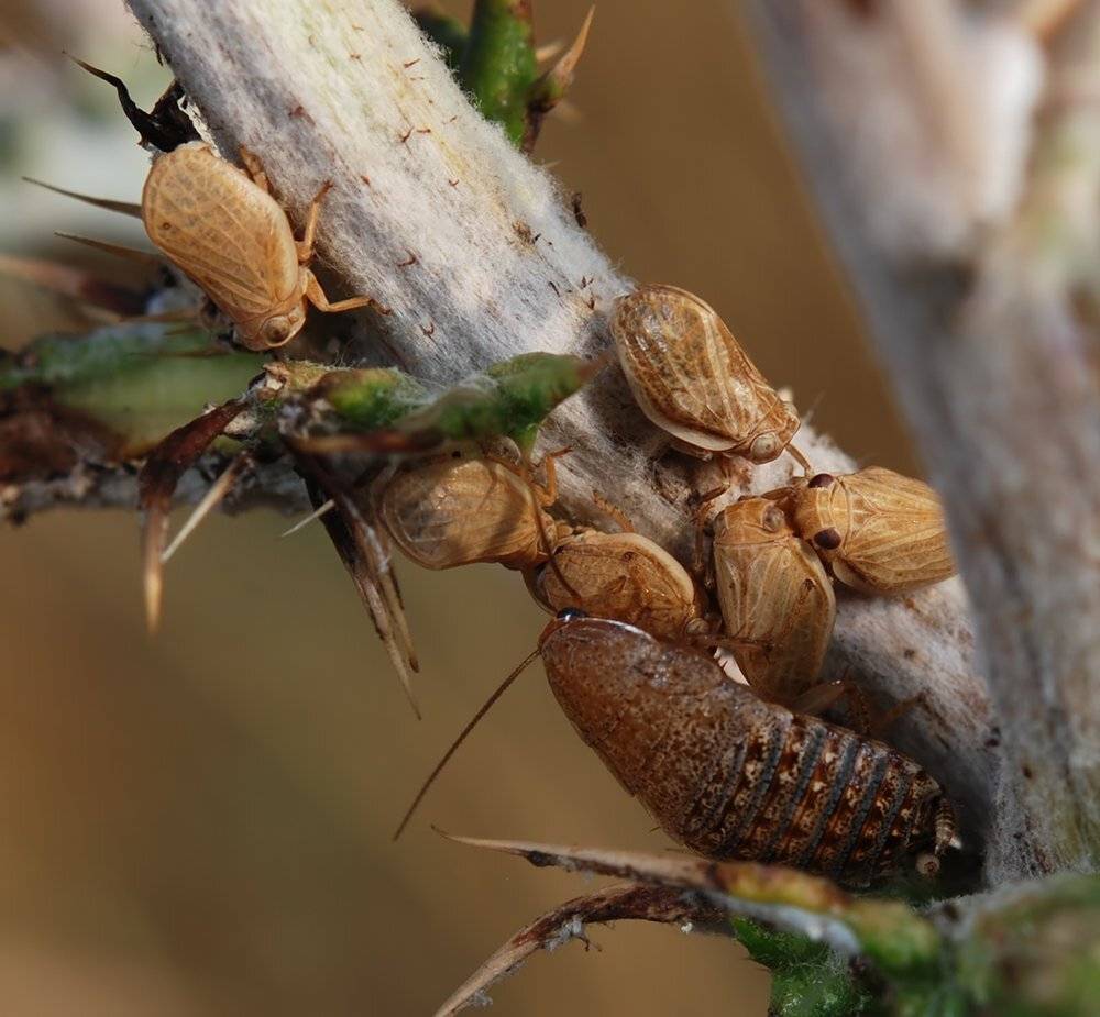 , Игорь ФУММ