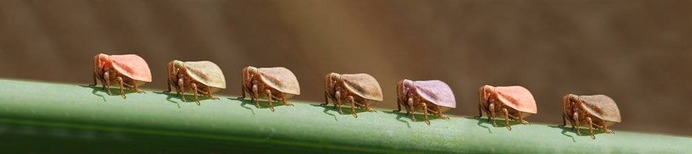 , Игорь ФУММ