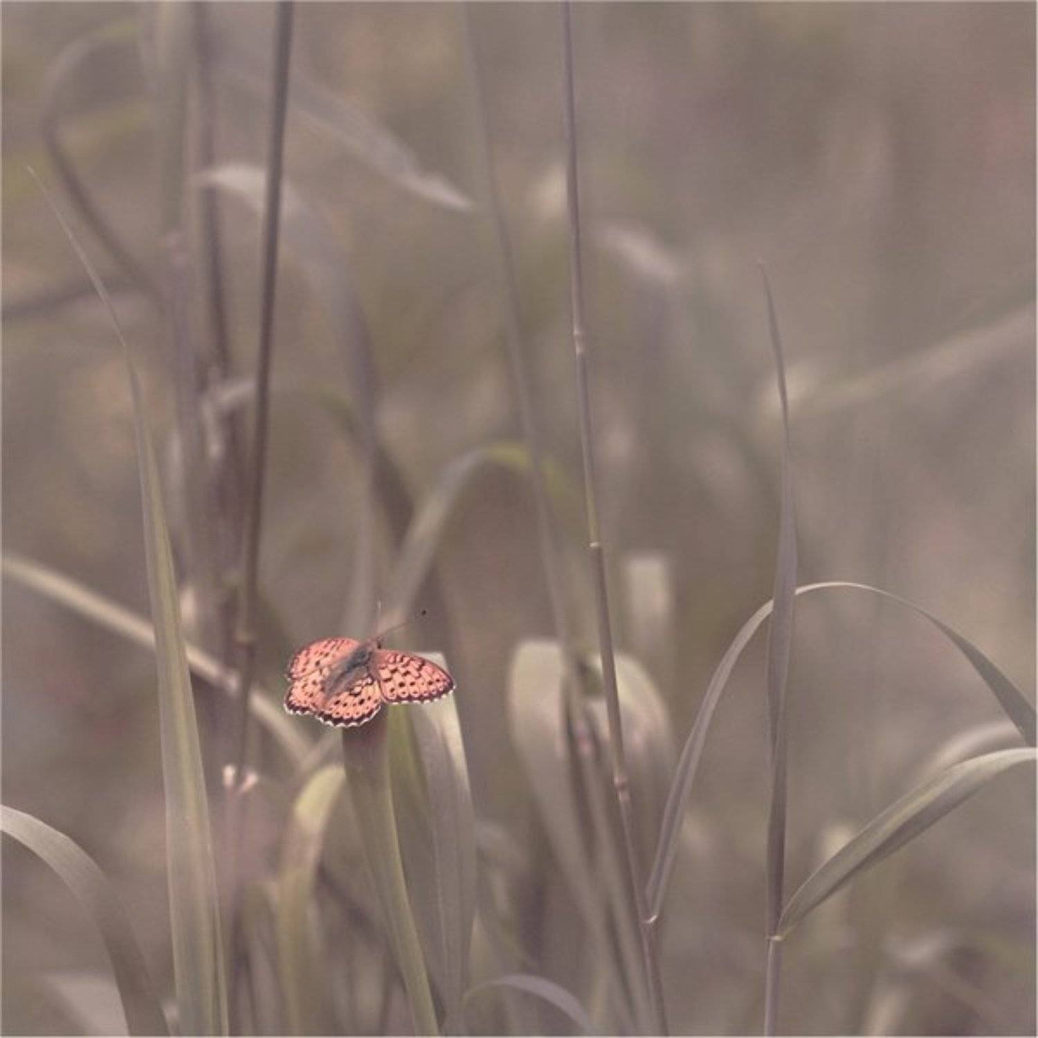 , Дмитрий Алексеев