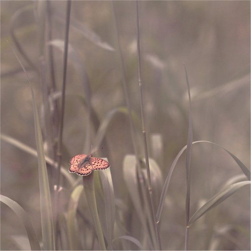 Butterfly Blues фото превью