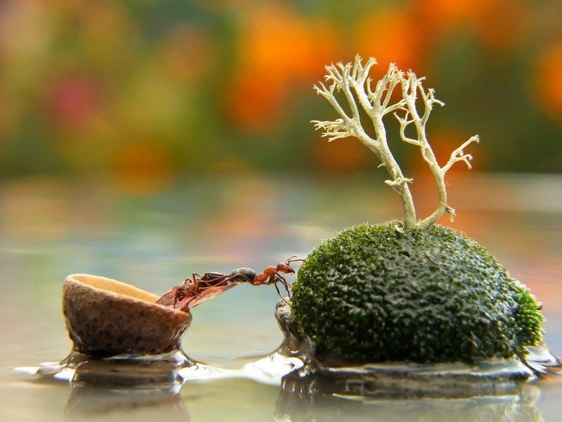 муравей ОСТРОВ НЕВЕЗЕНИЯ В ОКЕАНЕ ЕСТЬ... фото превью