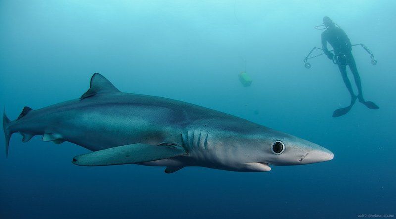 sense of wonder фото превью