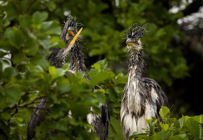 серая цапля, птица, ardea cinerea Пацаны с соседнего двора фото превью