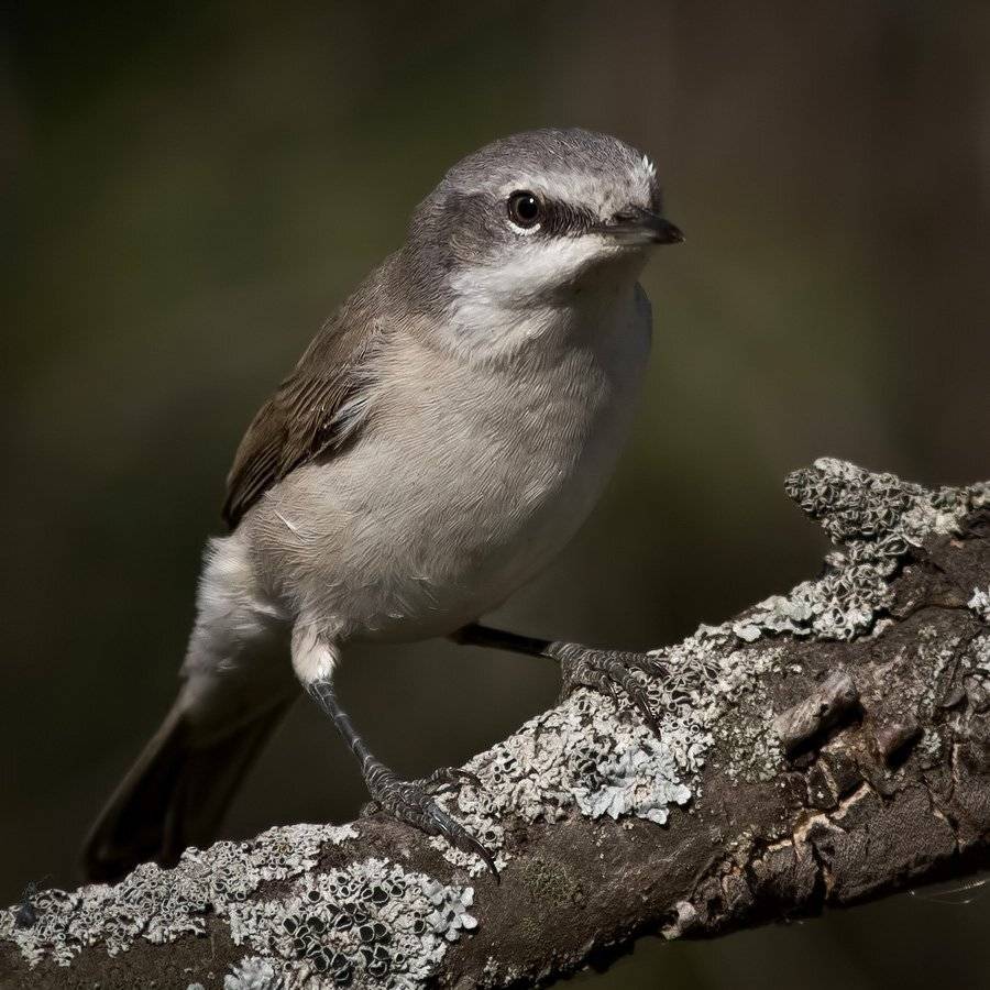 славка, мельничек, Ляпустин Юра