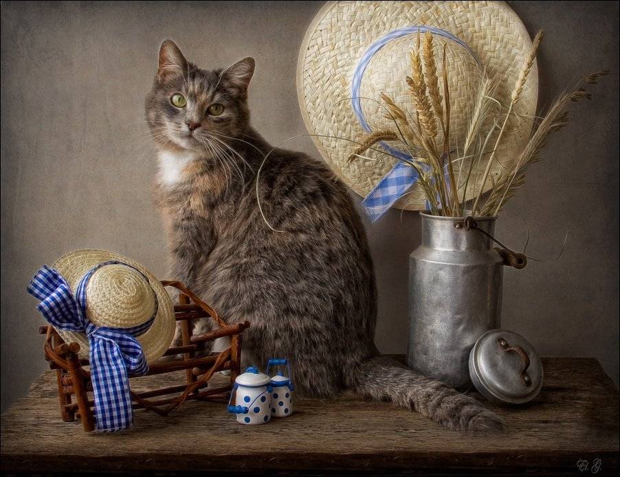кошка, шляпа, El. G.