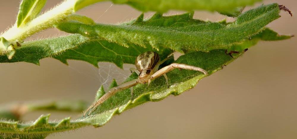 , Игорь ФУММ