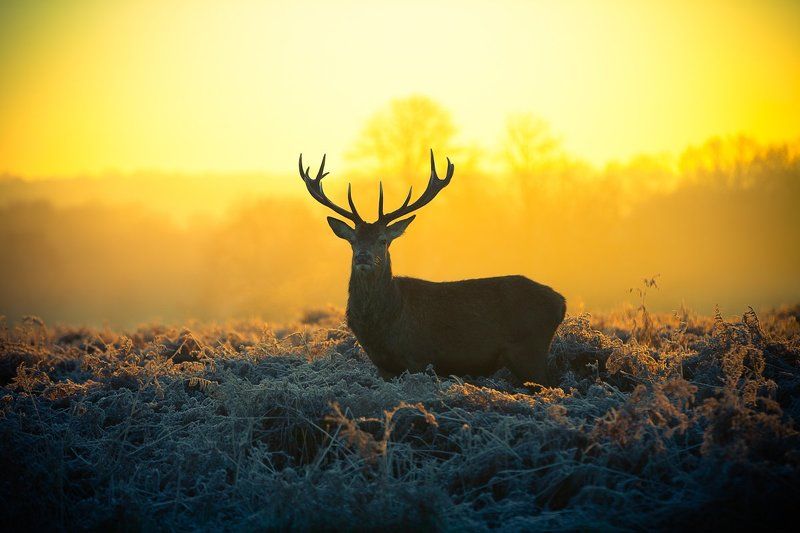 Red deer фото превью