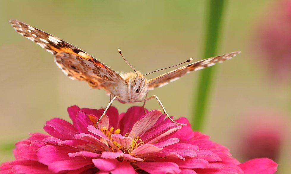 , Игорь Олейник