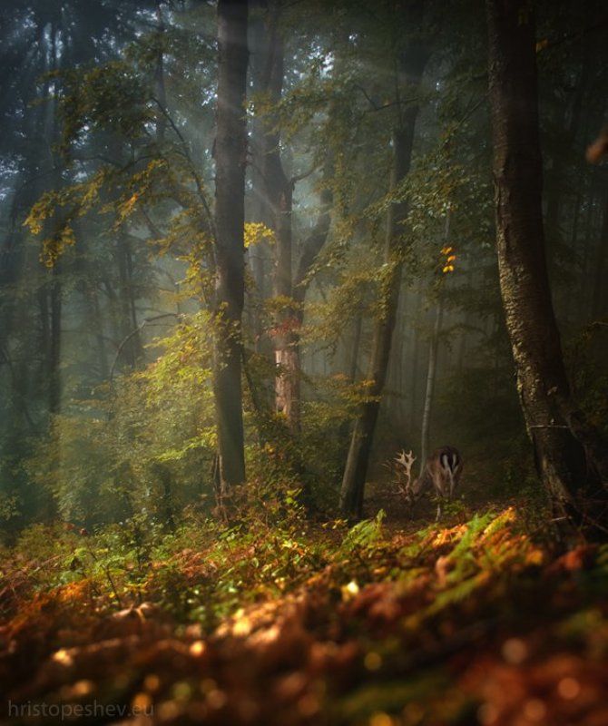 Magical Forest фото превью