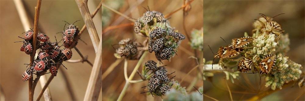 , Игорь ФУММ