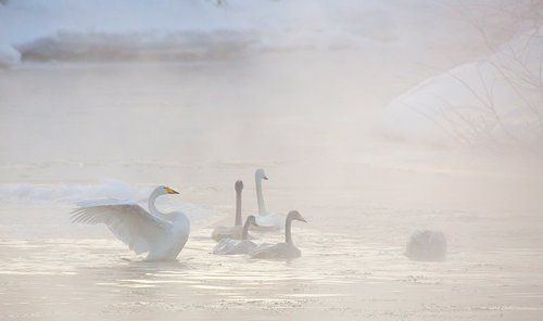 Лебединая Зима