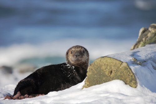 Калан на залёжке