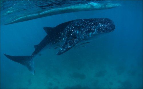 океанский тихоход