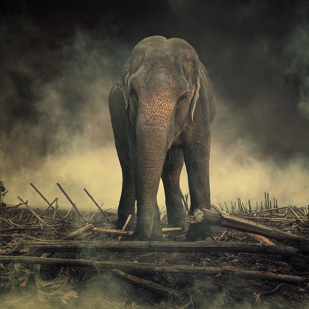 elephant, ground, smoke, grundge, photoshop, manipulation, psd, tutorials, wood, Caras Ionut