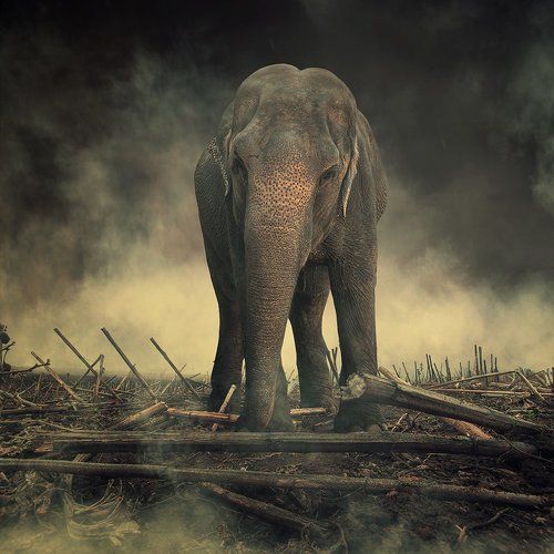 King of the territory