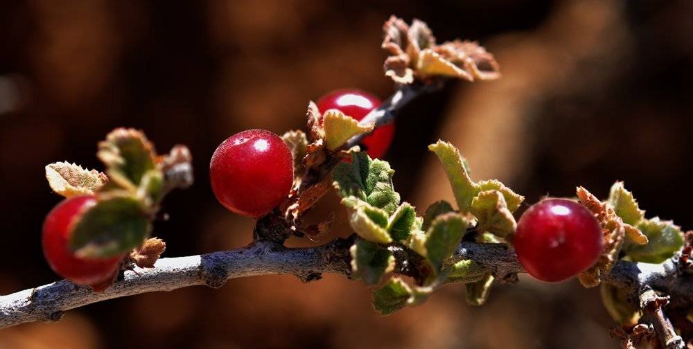 , Игорь ФУММ