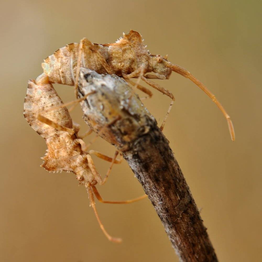 , Игорь ФУММ