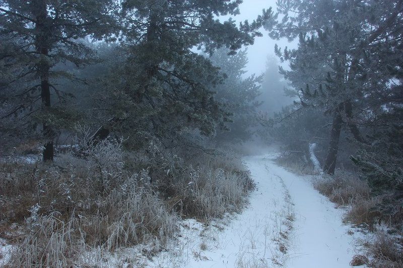 Лесная дорога фото превью