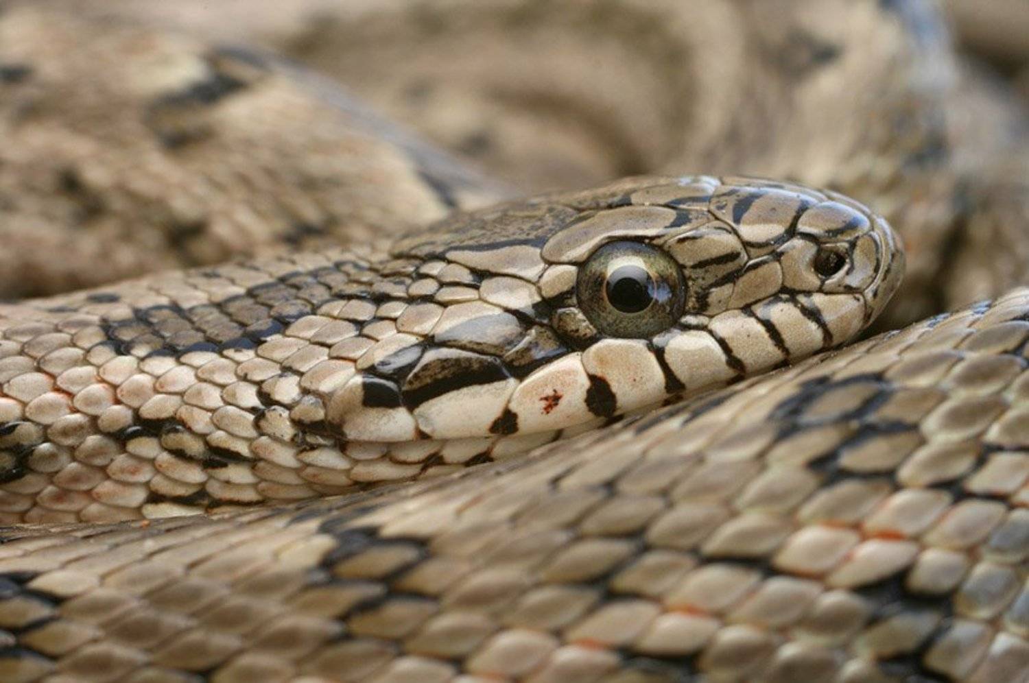 , Станислав Шинкаренко